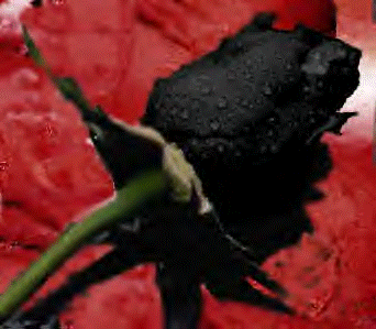 black-rose.gif